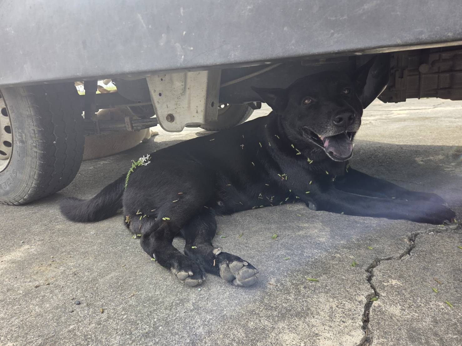 小狼 - 狗狗隊長